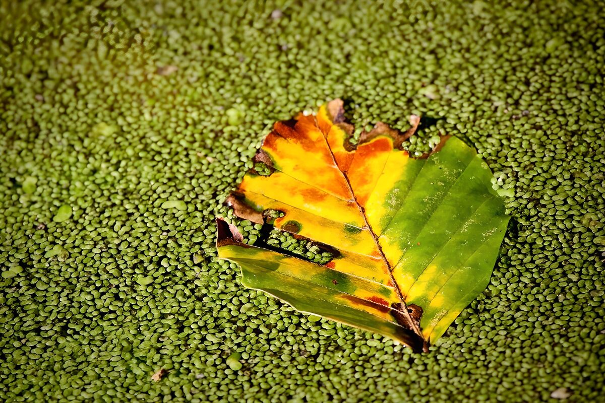Herbstblatt auf leuchtend grünen Wasserlinsen