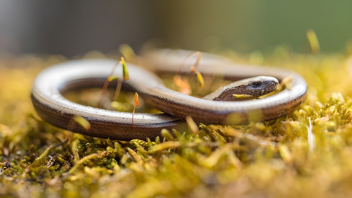 Blindschleiche, eingerollt im Moos