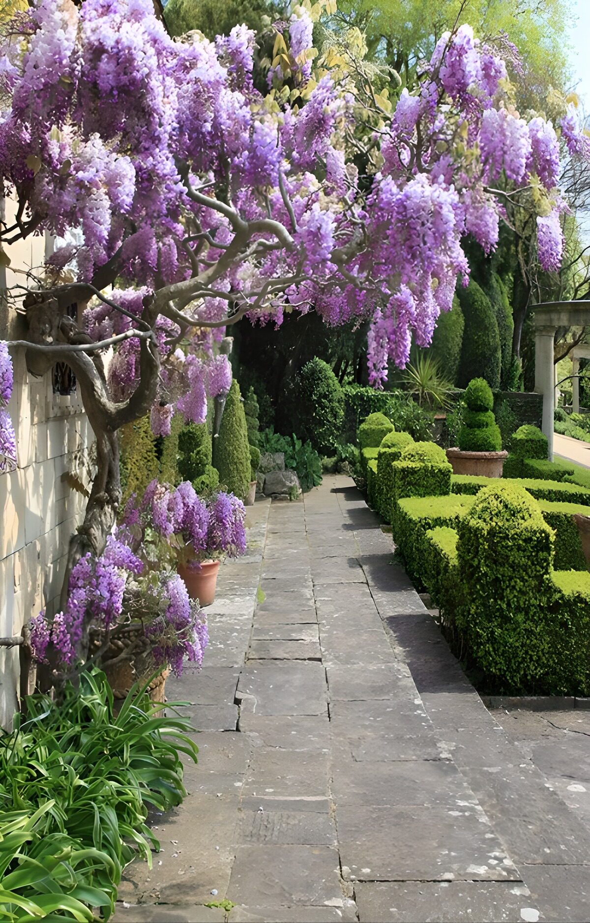 Blauregen über einem stillen Gartenweg