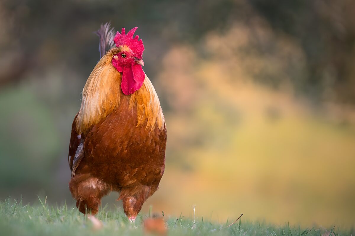 Rotbrauner Hahn im weichen Tageslicht