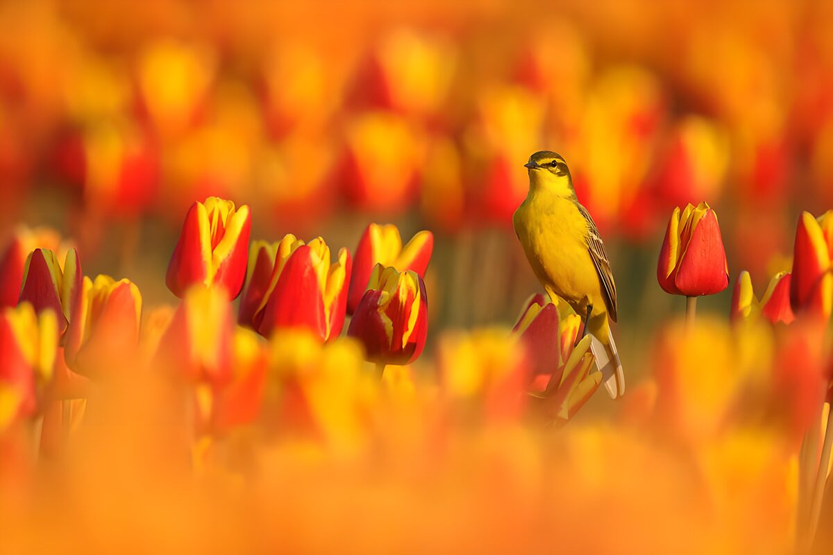 Schafstelze zwischen leuchtenden Tulpen