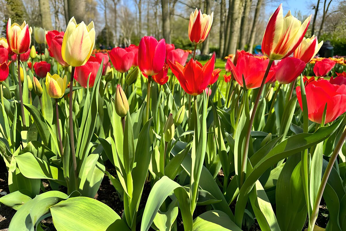 Frühling leuchtet aus dem Tulpenmeer