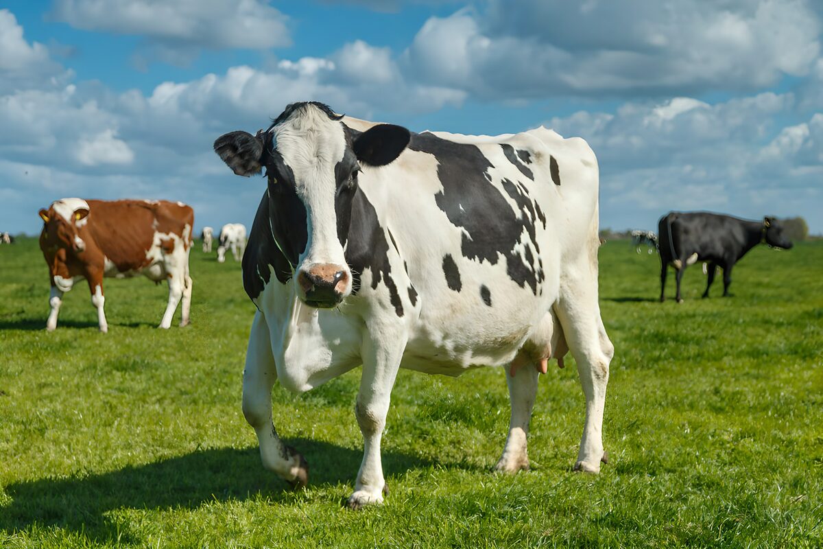Neugierige Milchkuh auf grüner Weide
