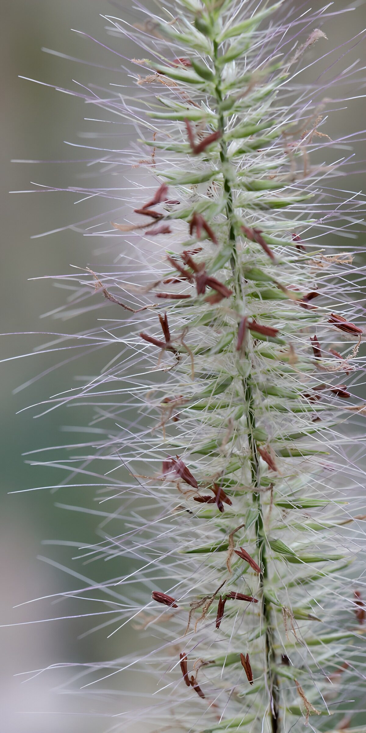 Grasblüte mit feinen Borsten