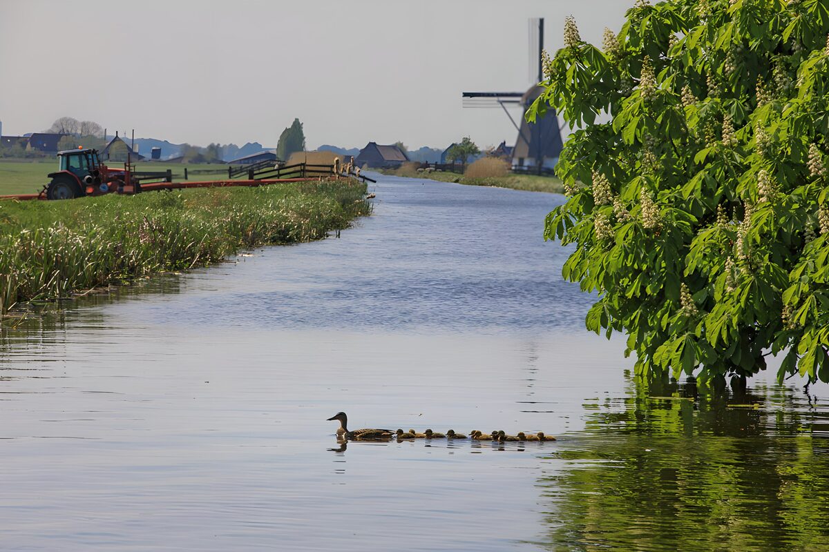 Entenfamilie auf stillem Wasser