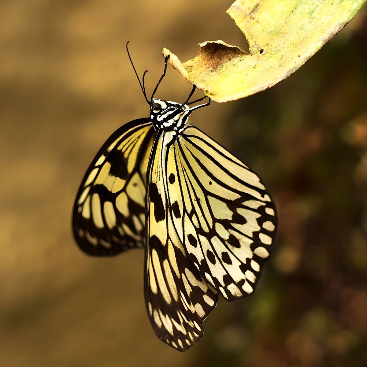Schwarz-gelber Schmetterling am Blatt