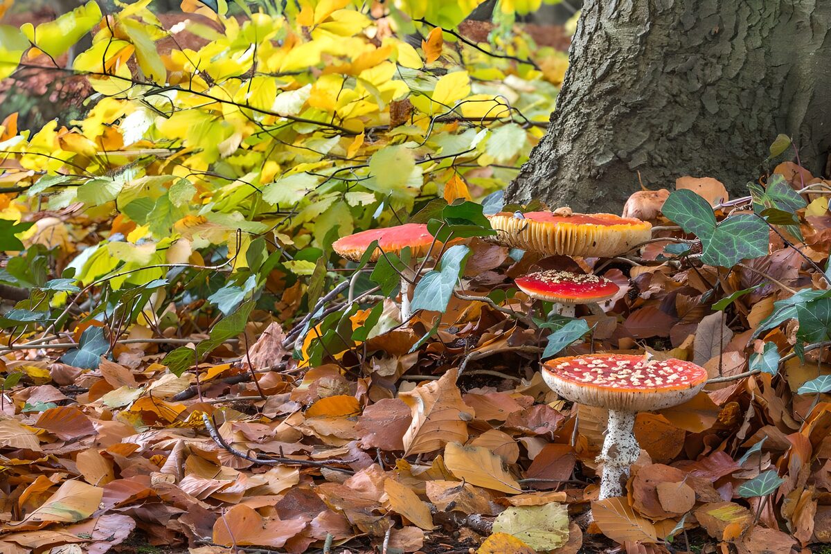 Fliegenpilze im goldbraunen Herbstlaub