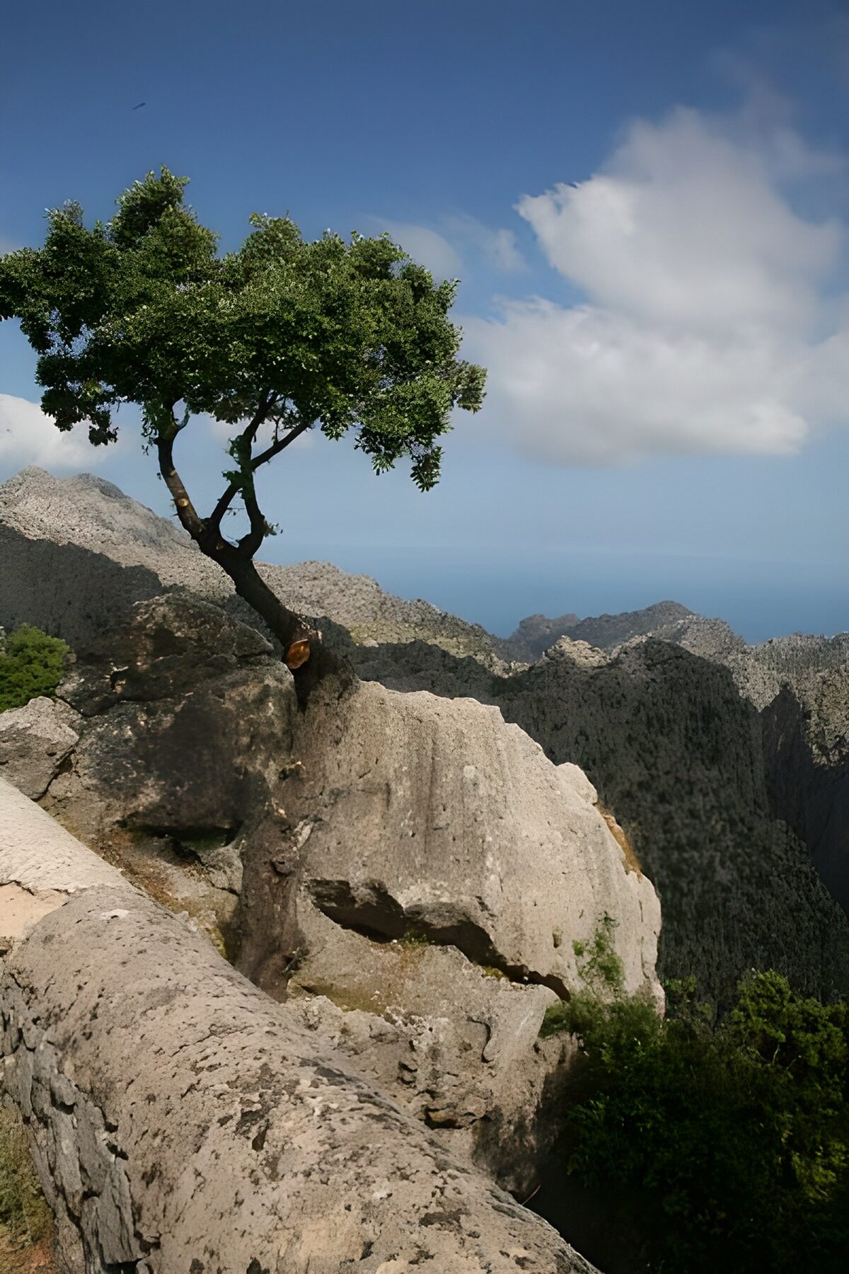 Einsamer Baum zwischen hellen Felsen