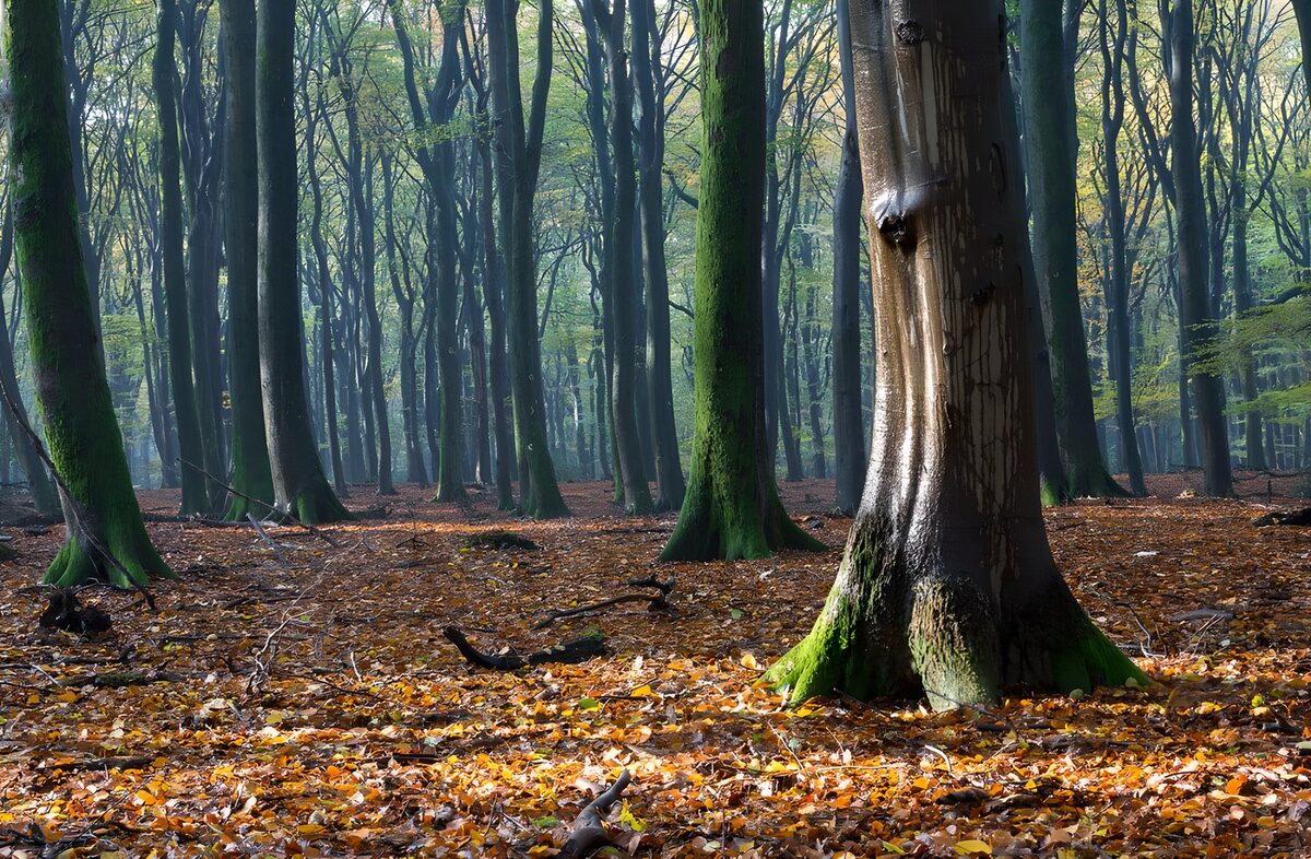 Herbstwald mit moosbewachsenen Stämmen