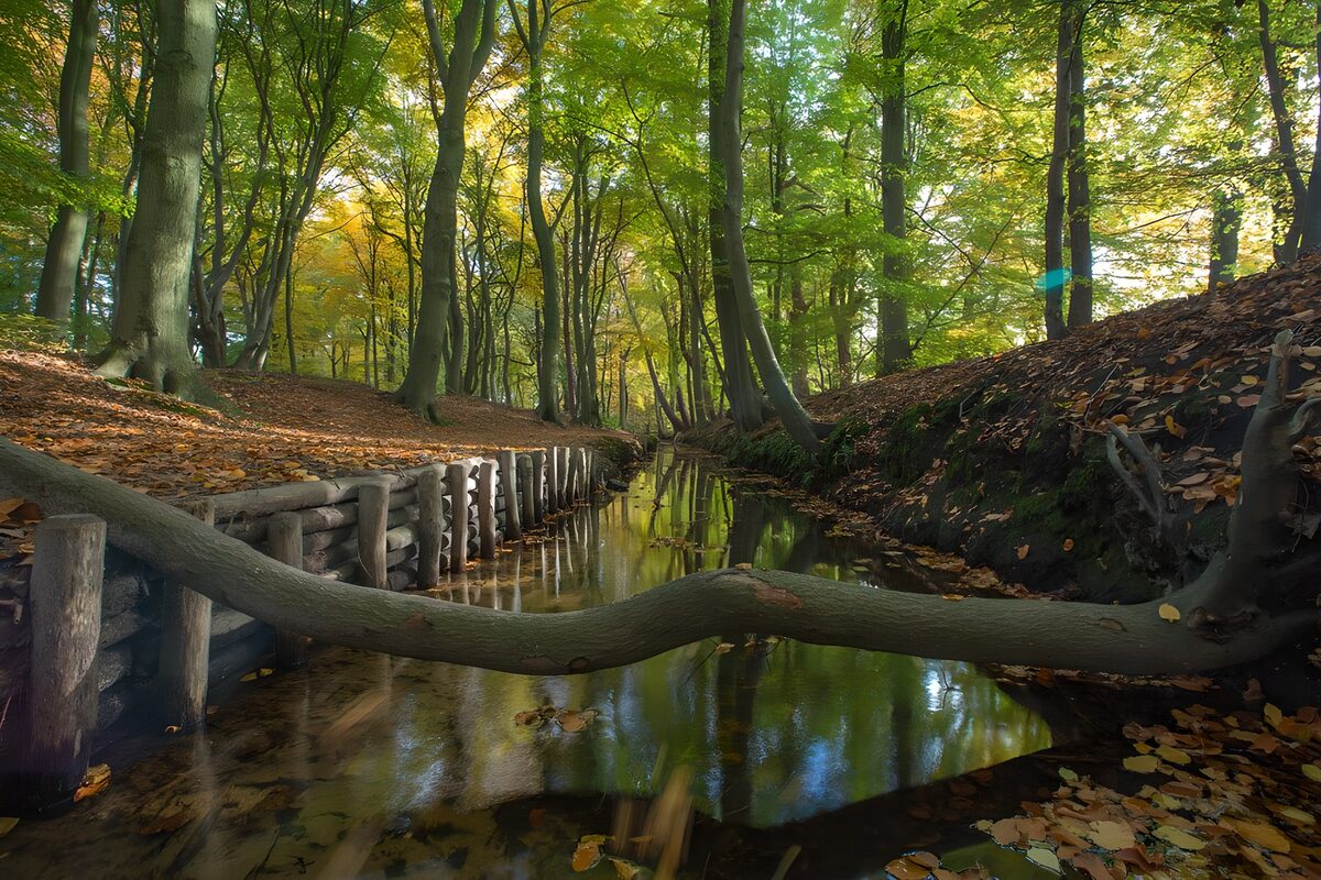 Waldbach im warmen Herbstlicht