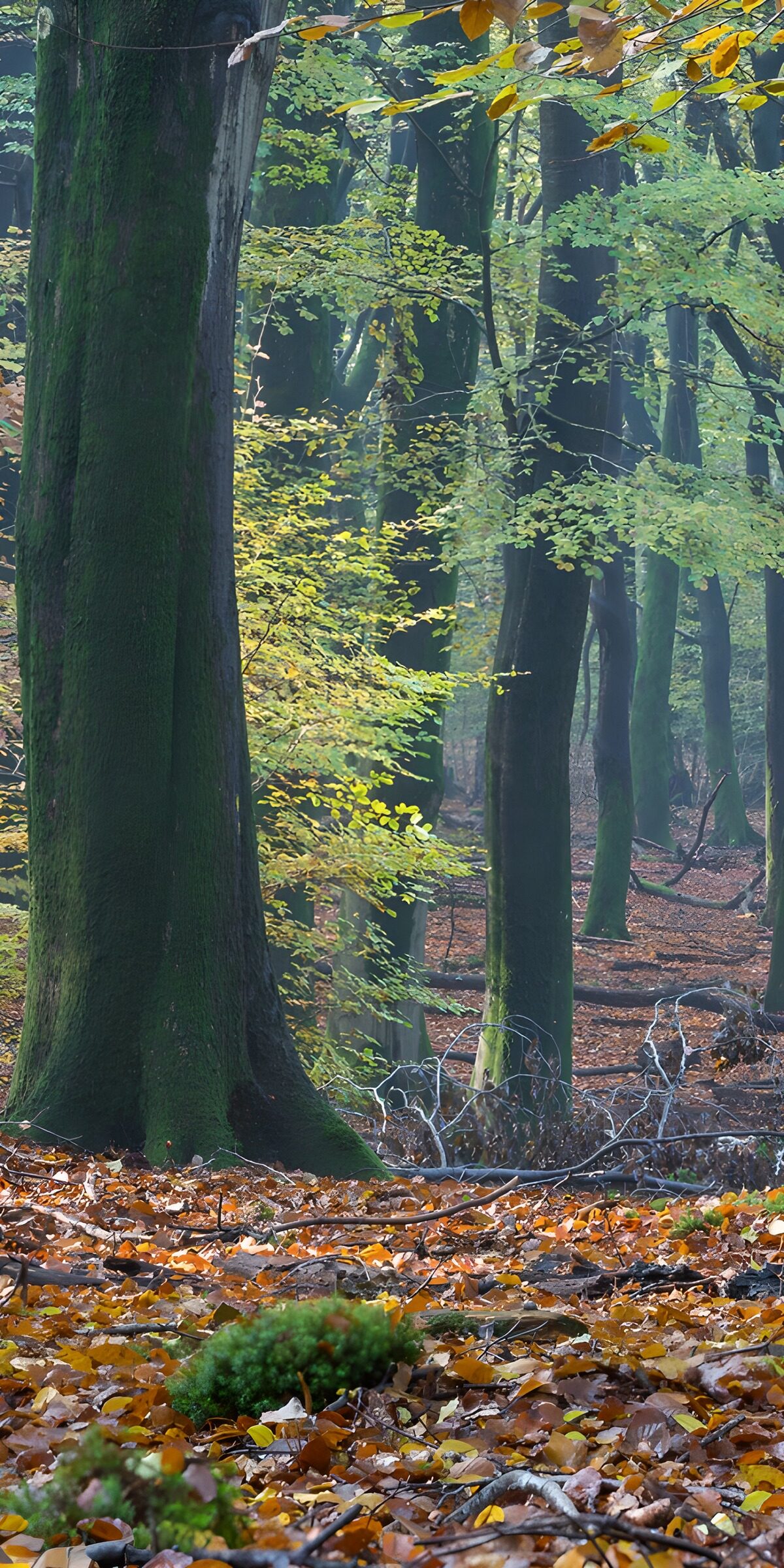Goldenes Laub im Schatten der Stämme