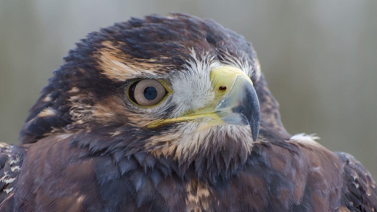 Greifvogelporträt mit wachem Blick