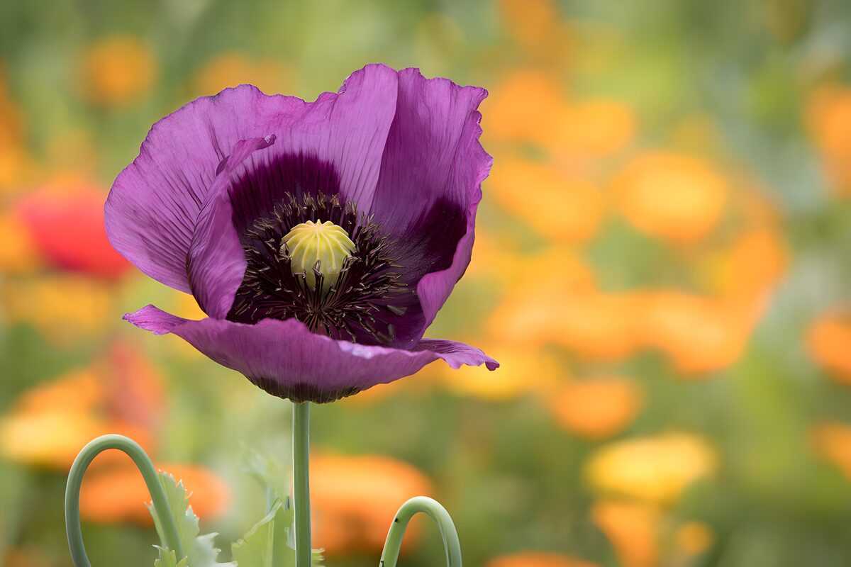 Violetter Mohn vor bunten Blüten
