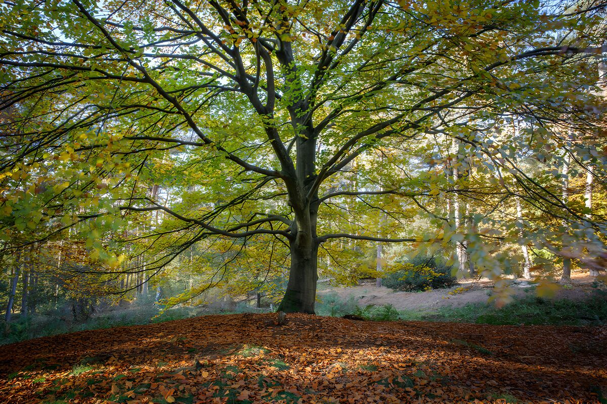 Großer Laubbaum im warmen Herbstlicht