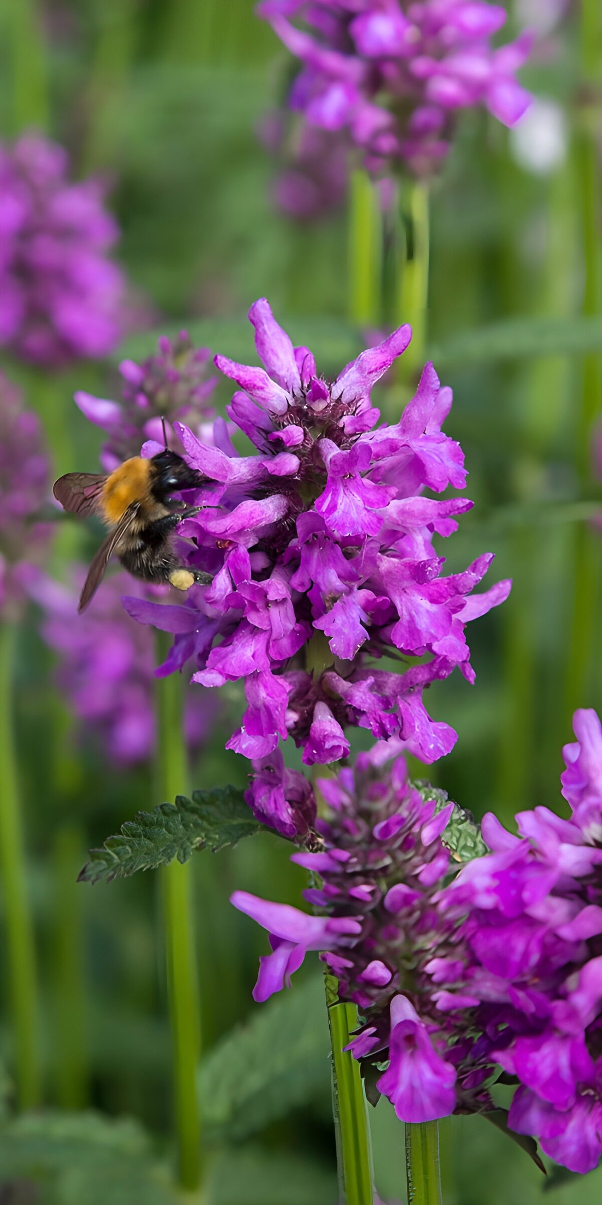 Hummel an violetten Blüten