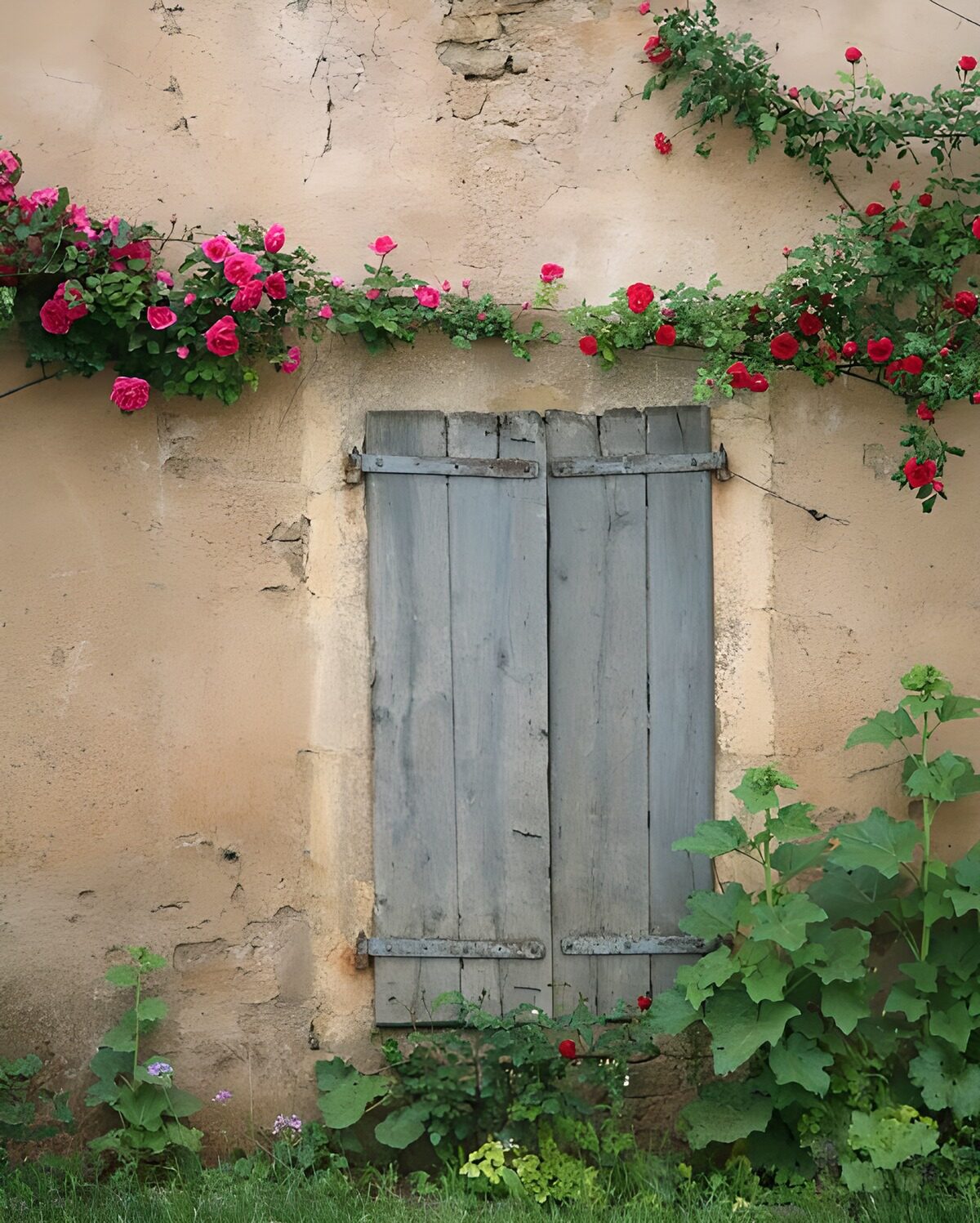 Graue Fensterläden, von Rosen umrankt
