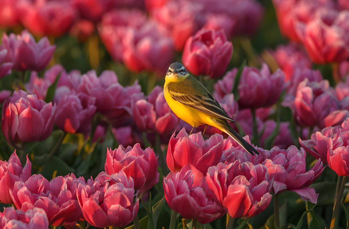 Schafstelze auf rosa Tulpe im warmen Licht