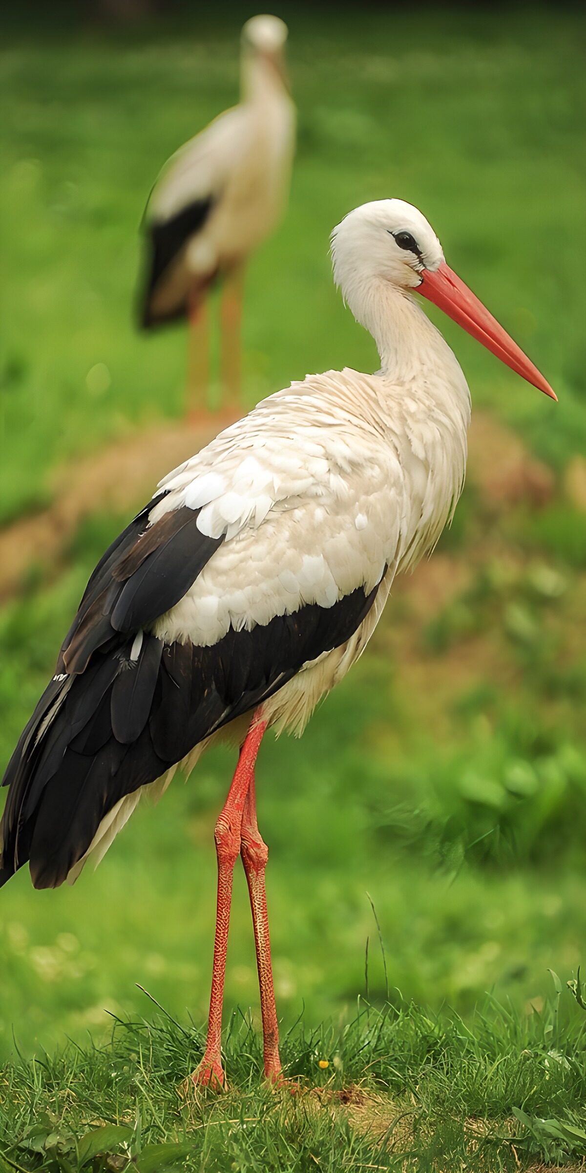 Weißstorch im Gras mit zweitem Storch