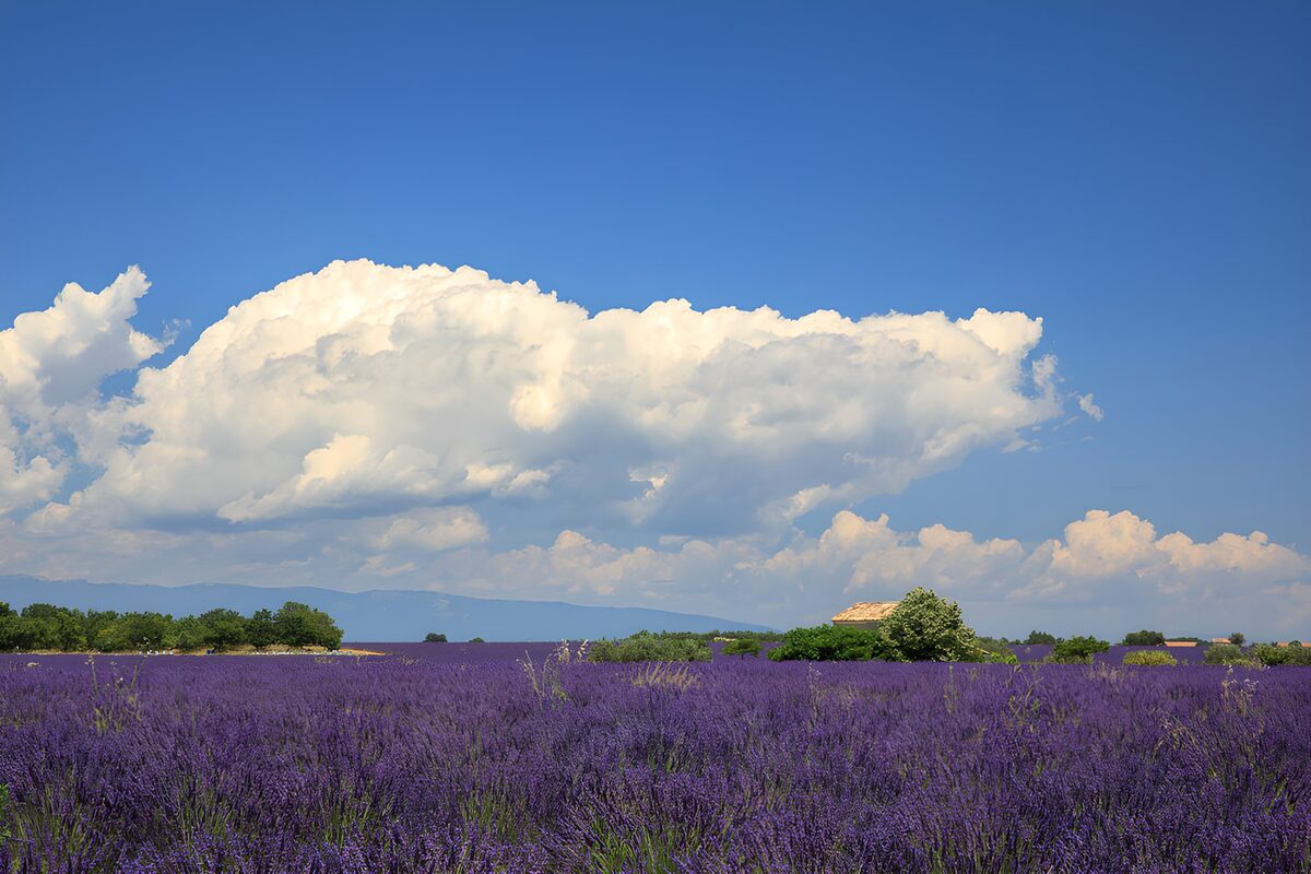 Lavendel unten, Wolkentürme oben