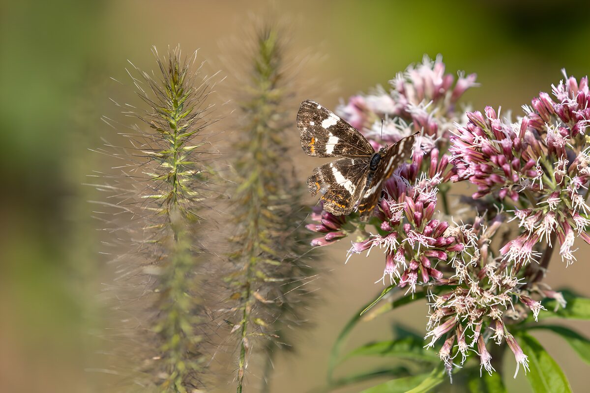Schmetterling auf Blüten im Sommerlicht