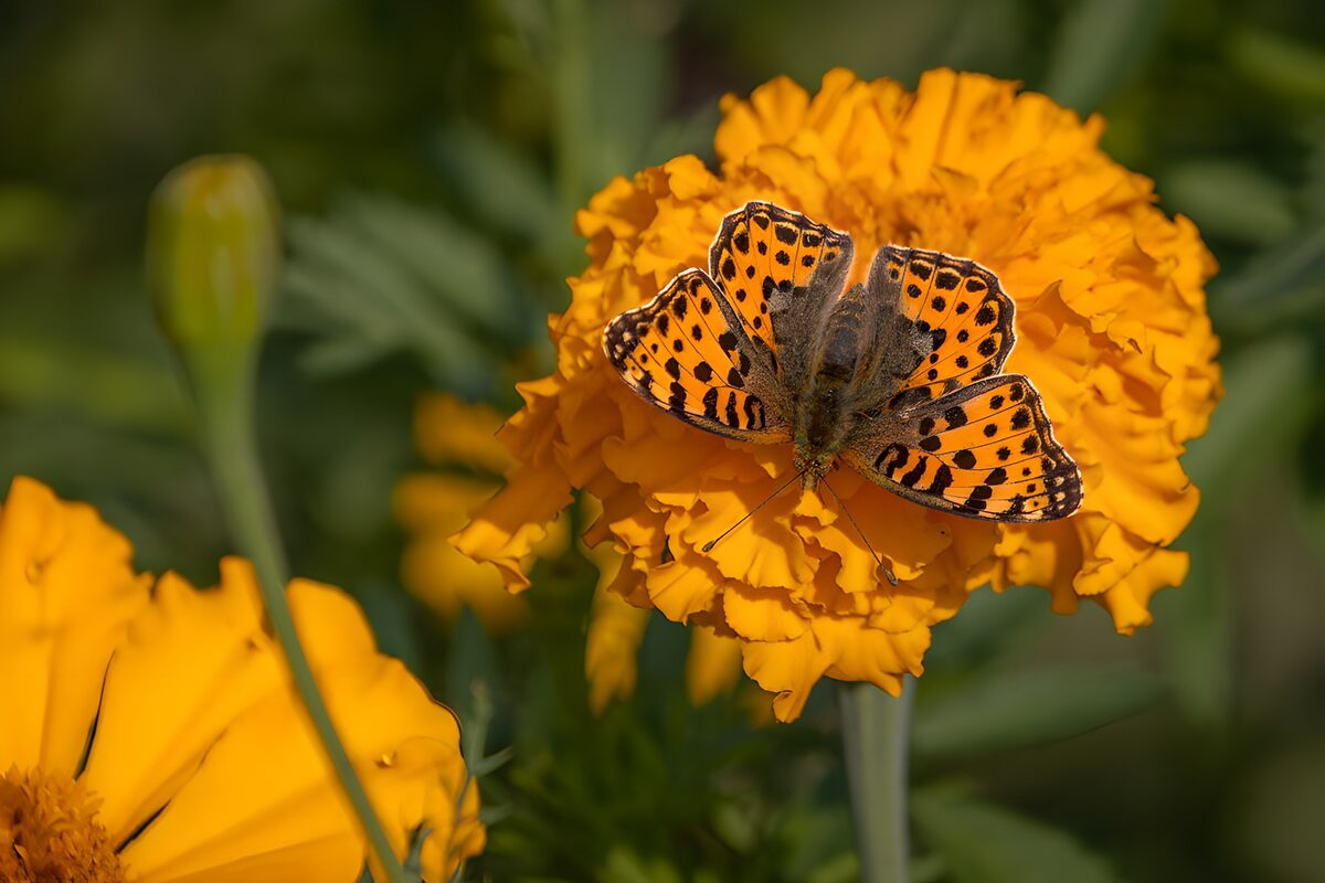 Oranger Schmetterling auf Tagetes