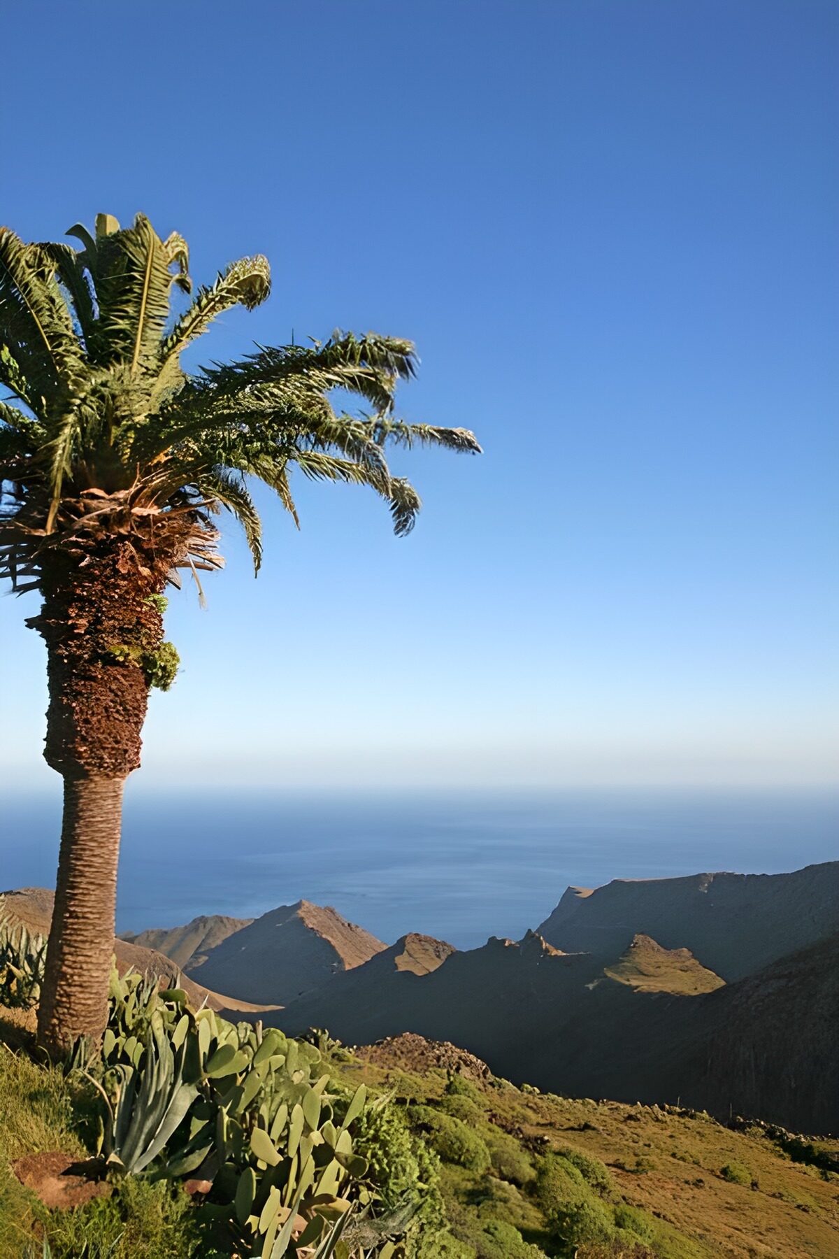 Palme und Kakteen an sonniger Felsenküste