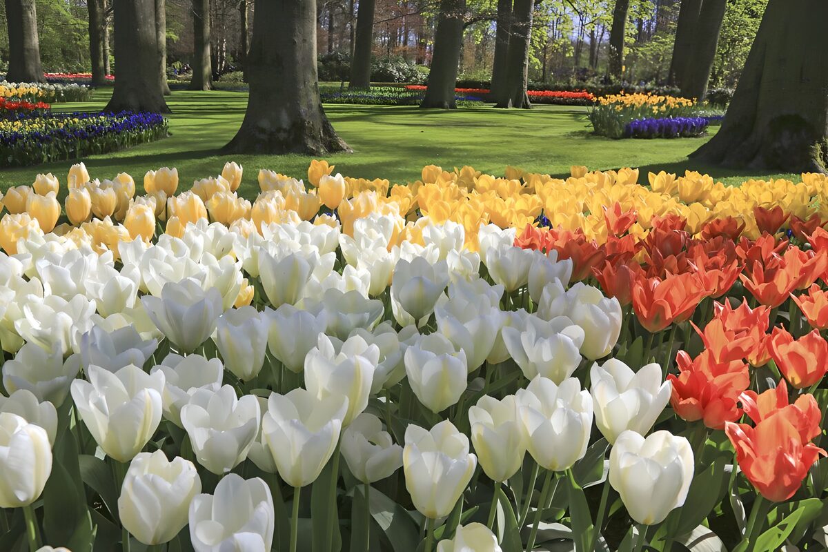 Bunte Tulpen unter Bäumen im Sonnenlicht