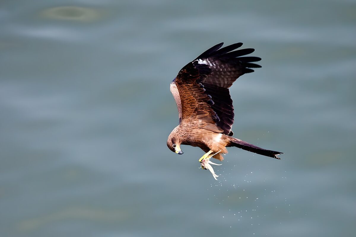 Greifvogel mit Fisch im Flug
