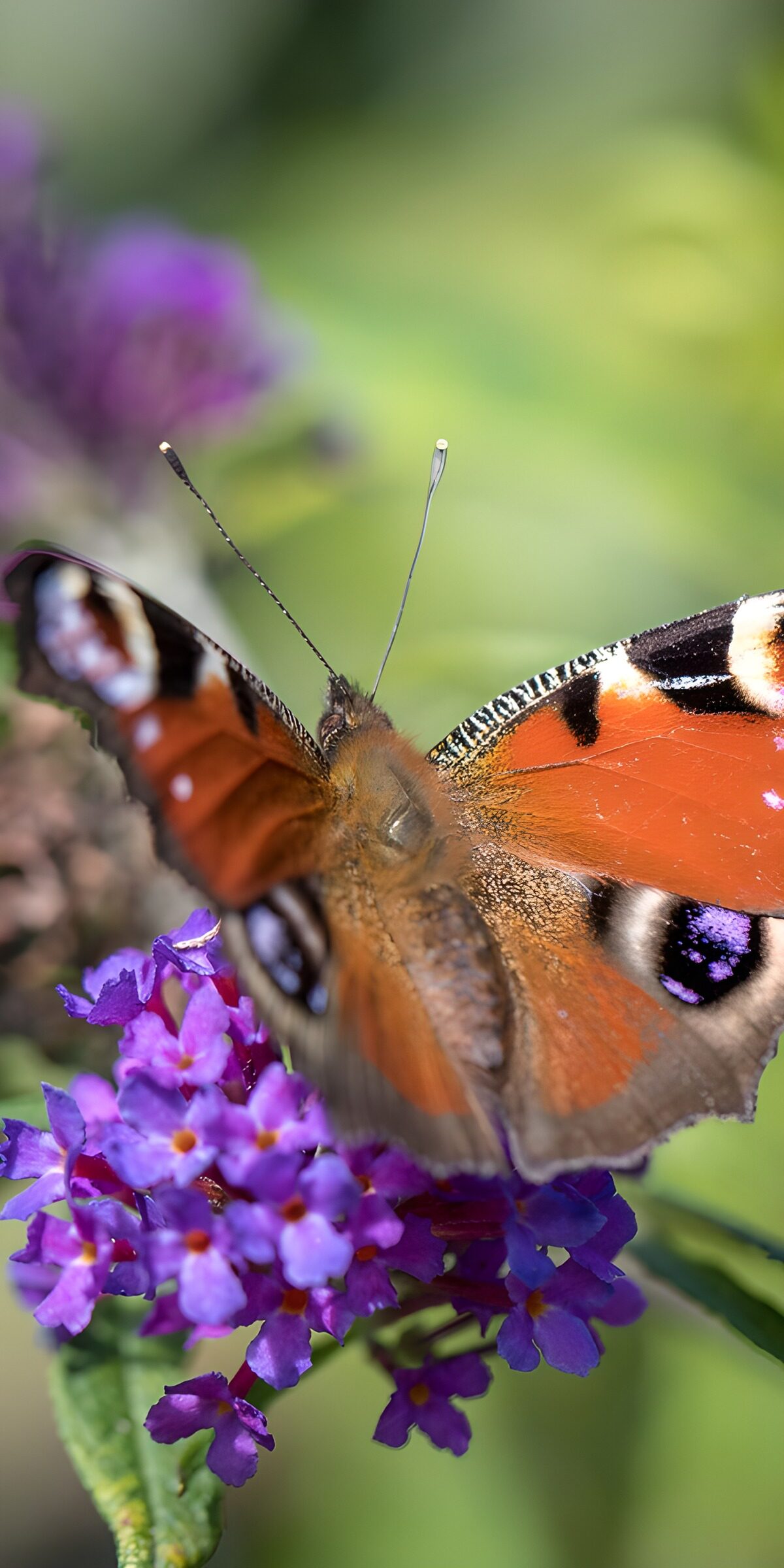 Tagpfauenauge auf violettem Sommerflieder