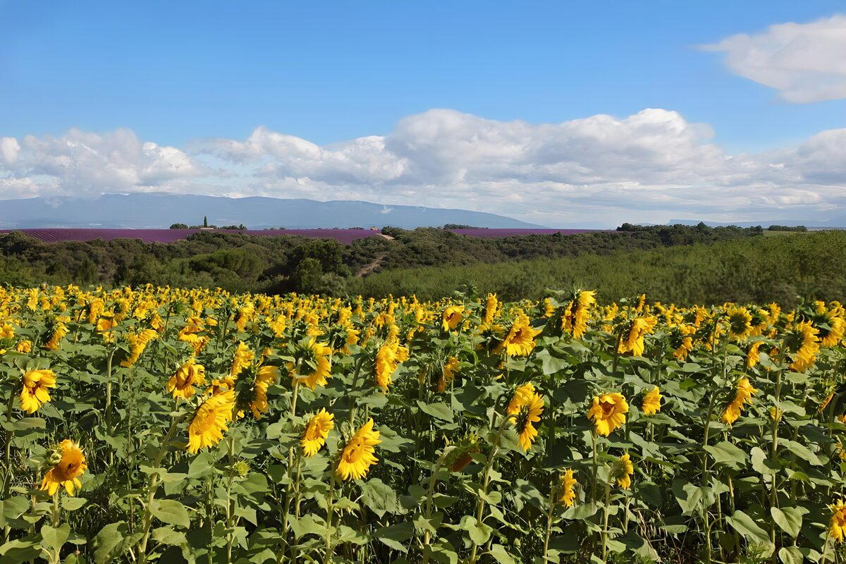 Sonnenblumen machen einen Knicks