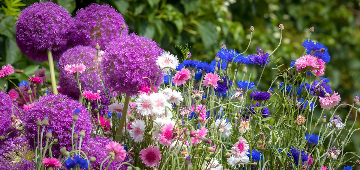 Zierlauch und Kornblumen in Sommerlaune