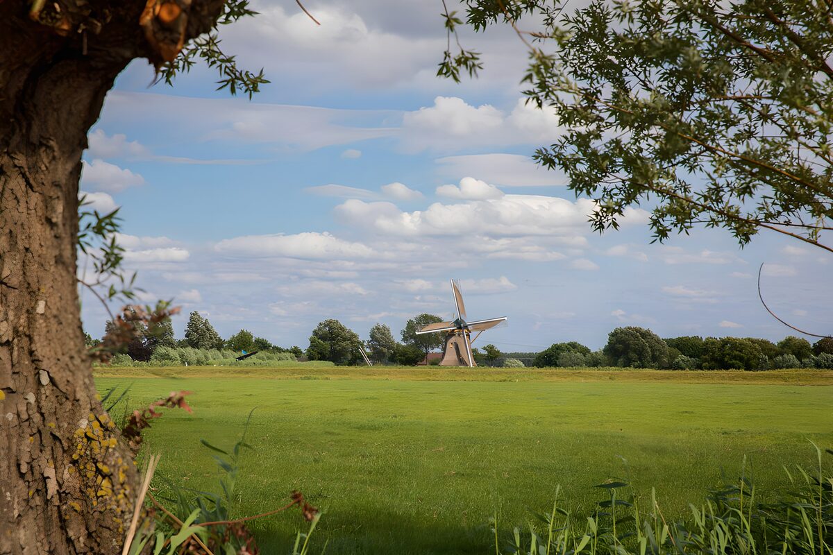 Windmühle hinter einer weiten grünen Wiese