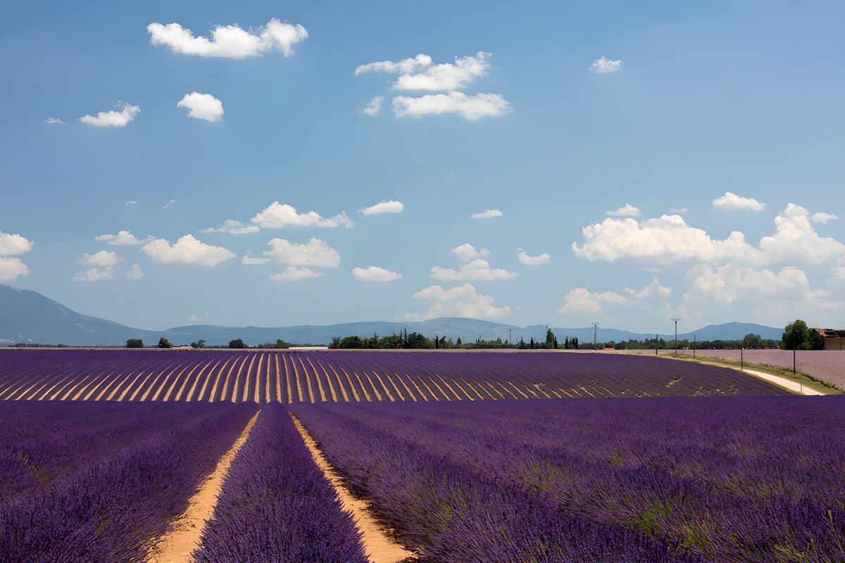 Violette Weite, weiße Wolken