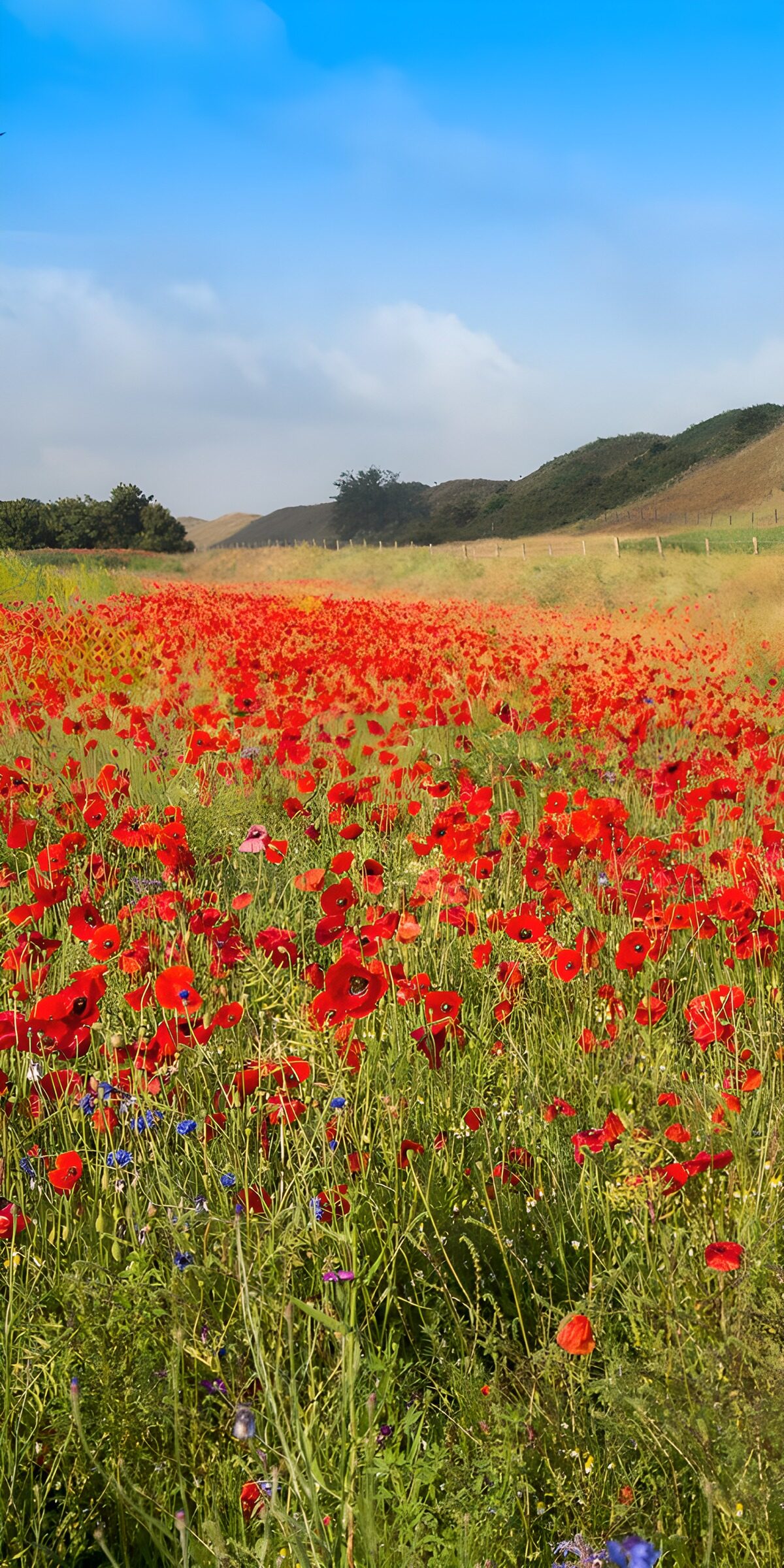 Ein Sommermeer aus rotem Mohn