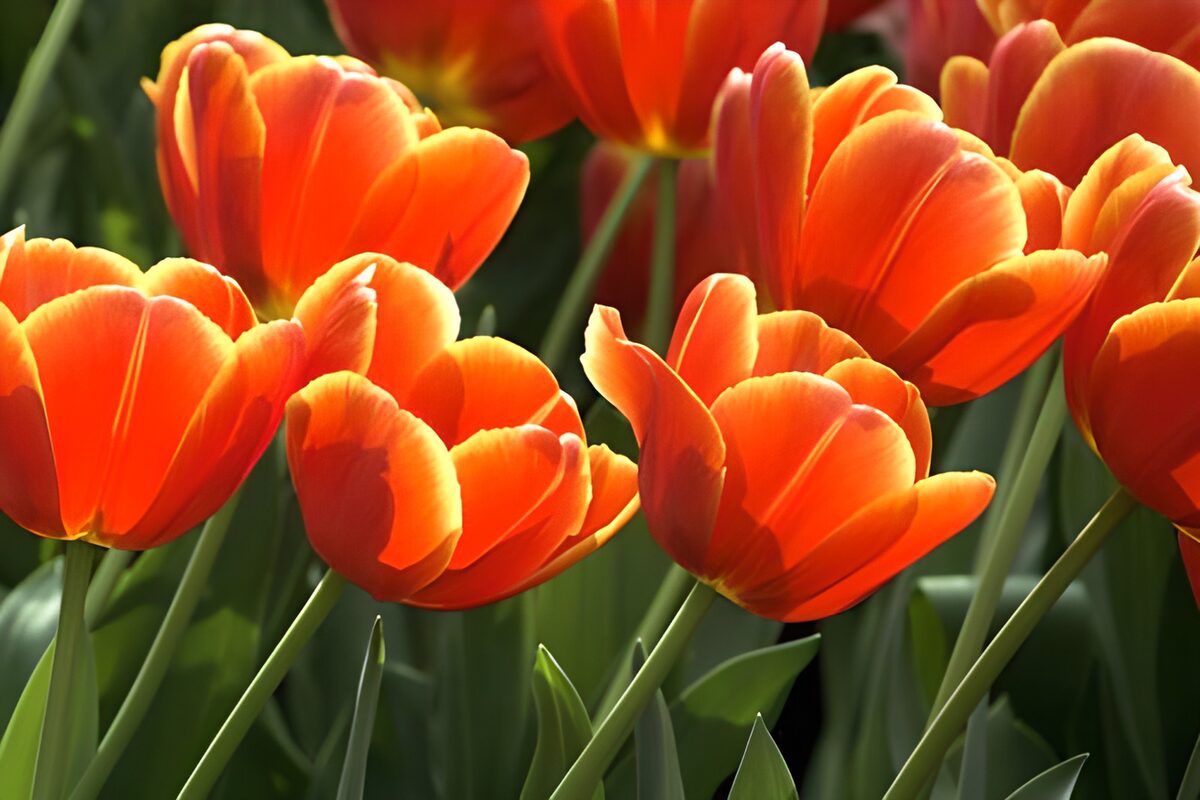 Orange Tulpen im hellen Sonnenlicht