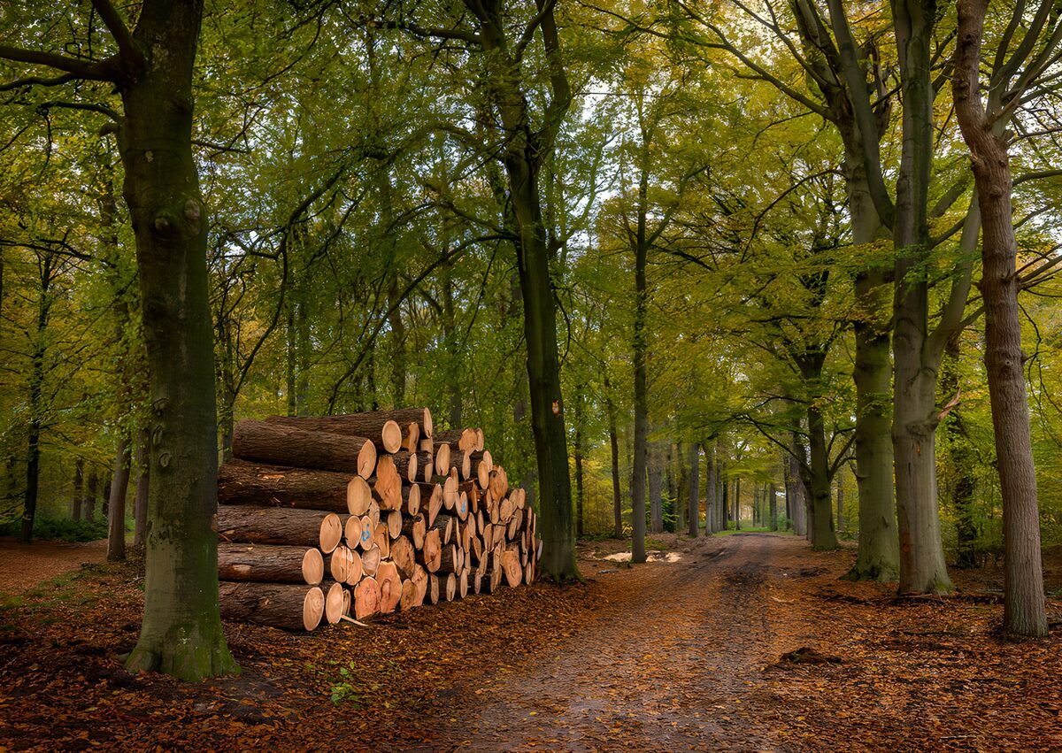 Holzstapel am herbstlichen Waldweg