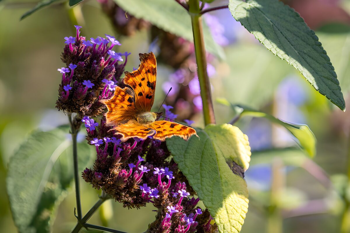 Oranger Schmetterling auf lila Sommerblüten
