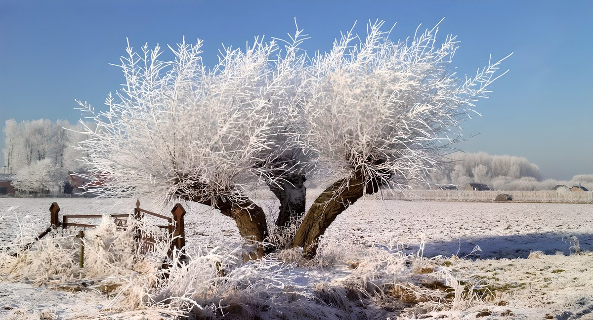Raureifbaum unter blauem Winterhimmel