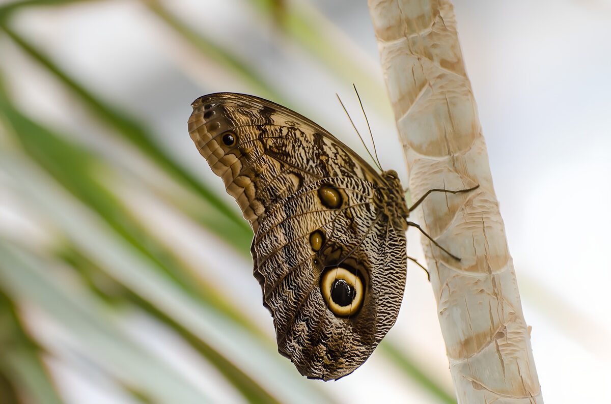 Schmetterling am Stängel in sanftem Licht