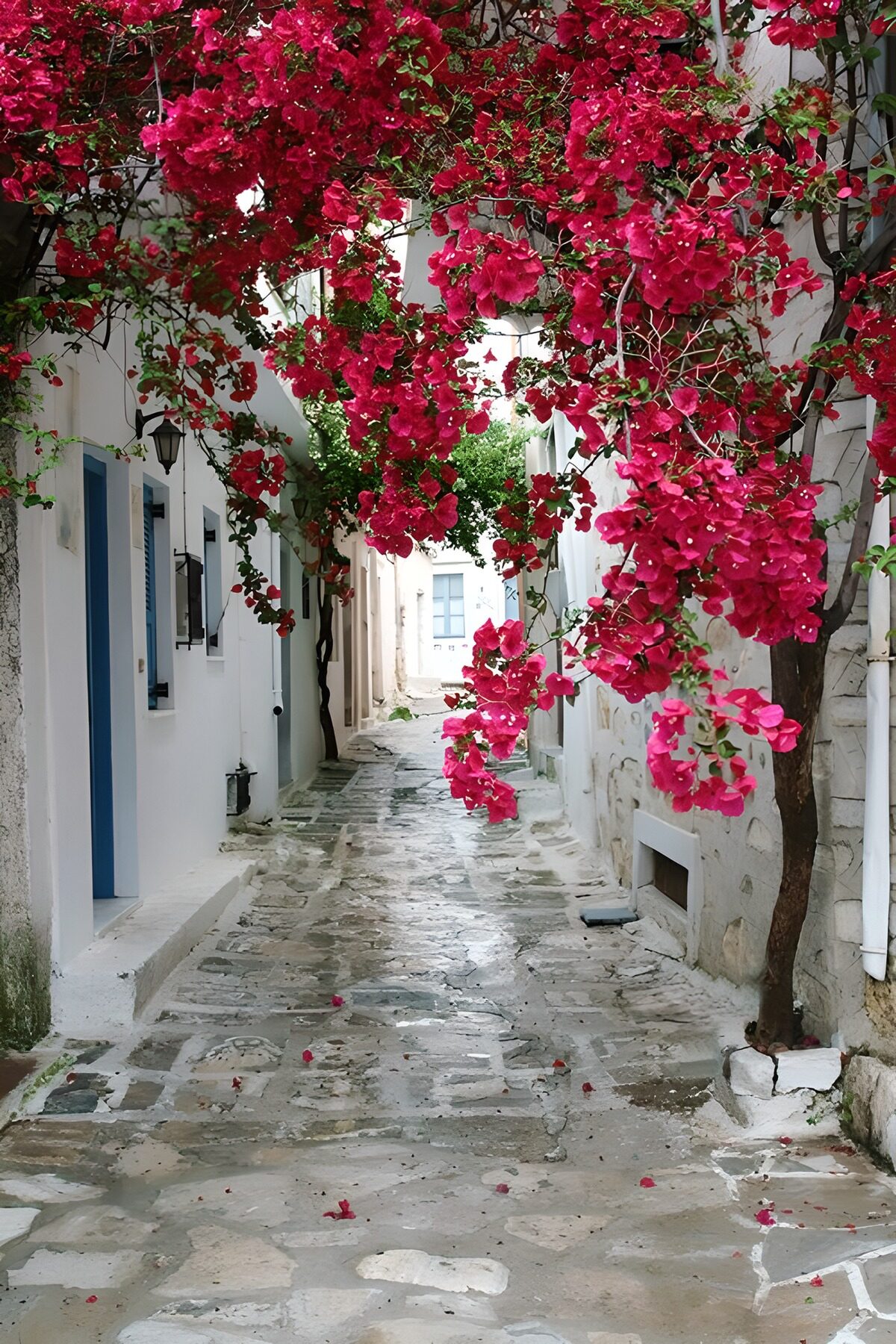 Weiße Gasse unter pinker Bougainvillea