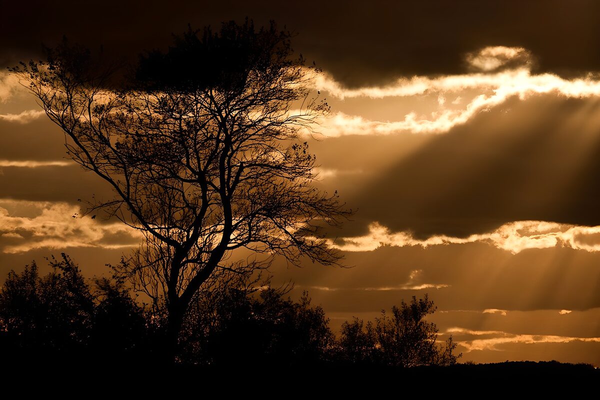 Baumsilhouette vor goldenem Abendhimmel