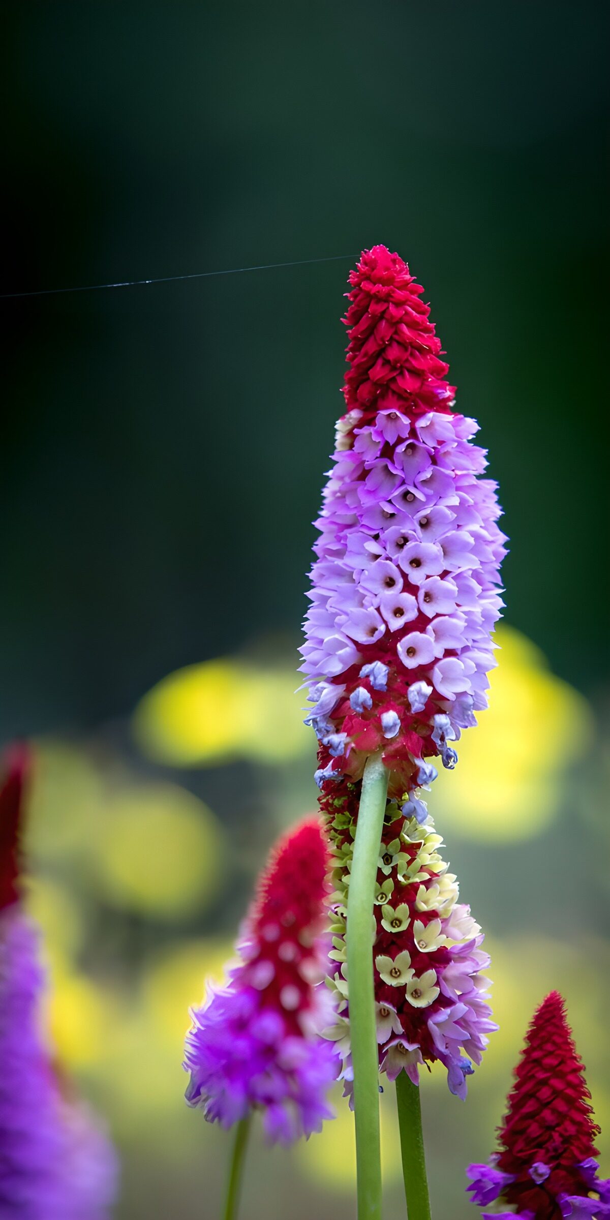 Orchideenprimel in Rot und Lila