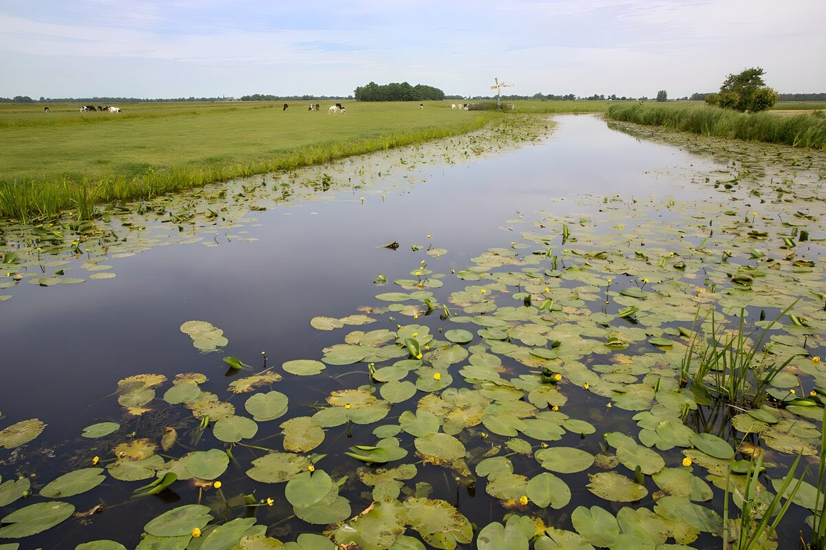 Wassergraben zwischen grünen Weiden