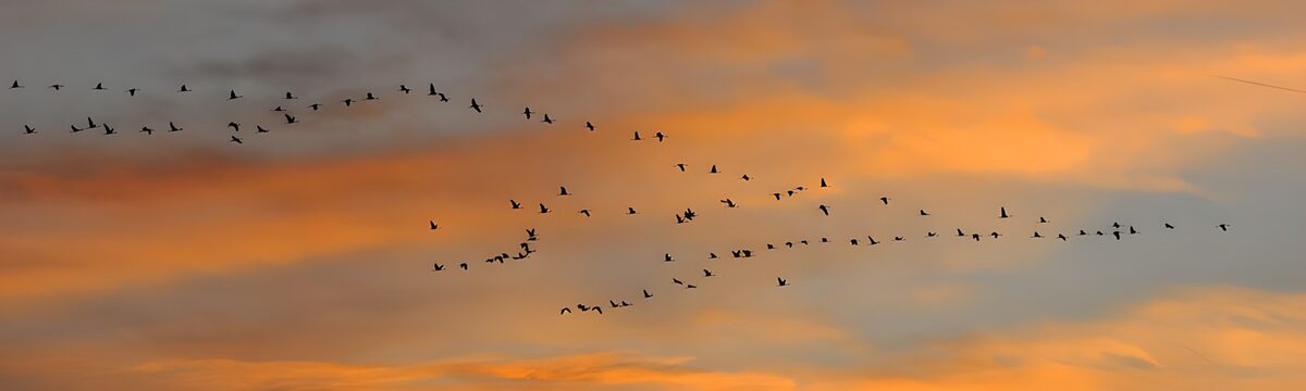 Vogelschwarm im warmen Abendlicht
