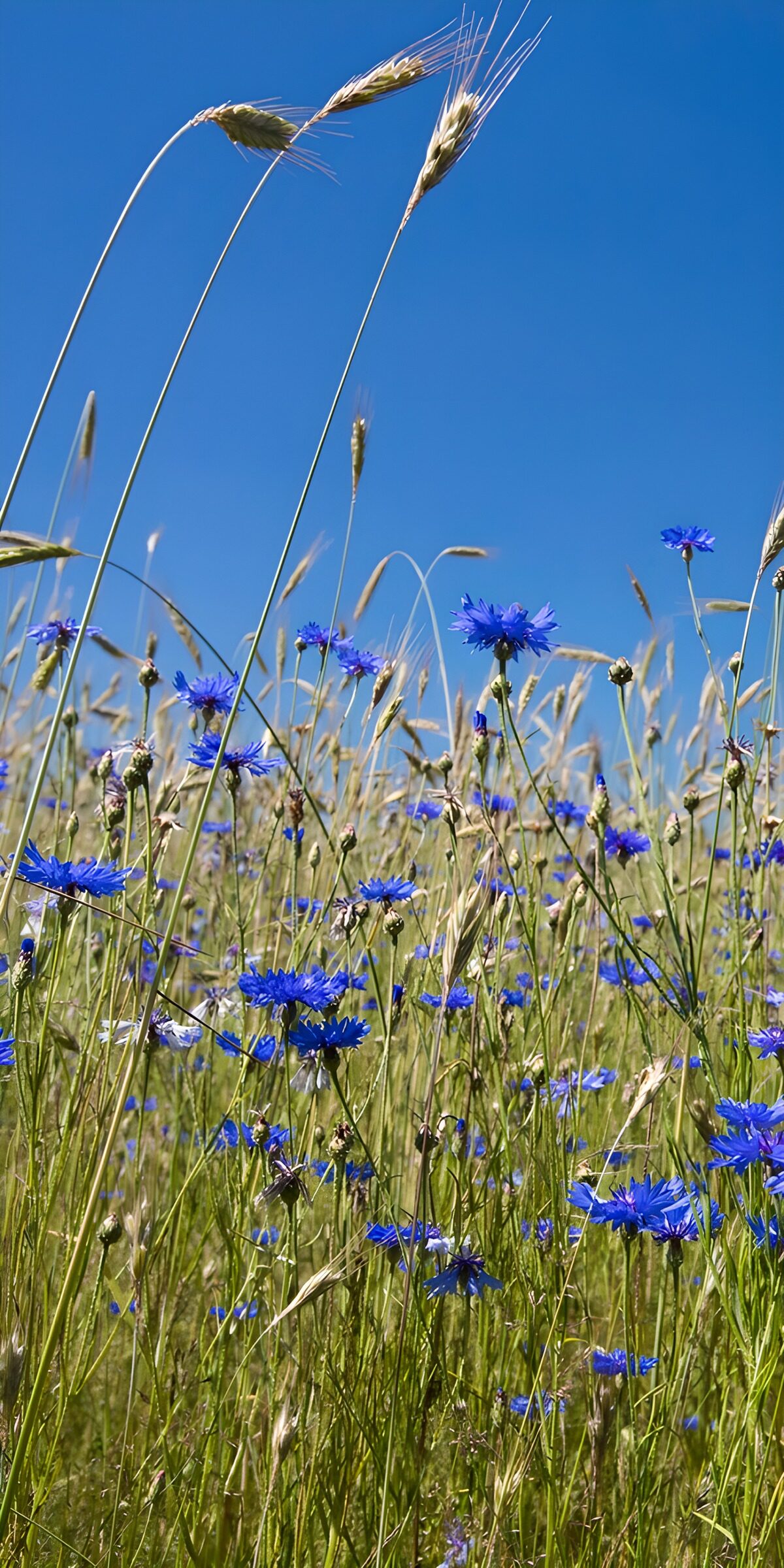 Kornblumen und Ähren unter blauem Himmel