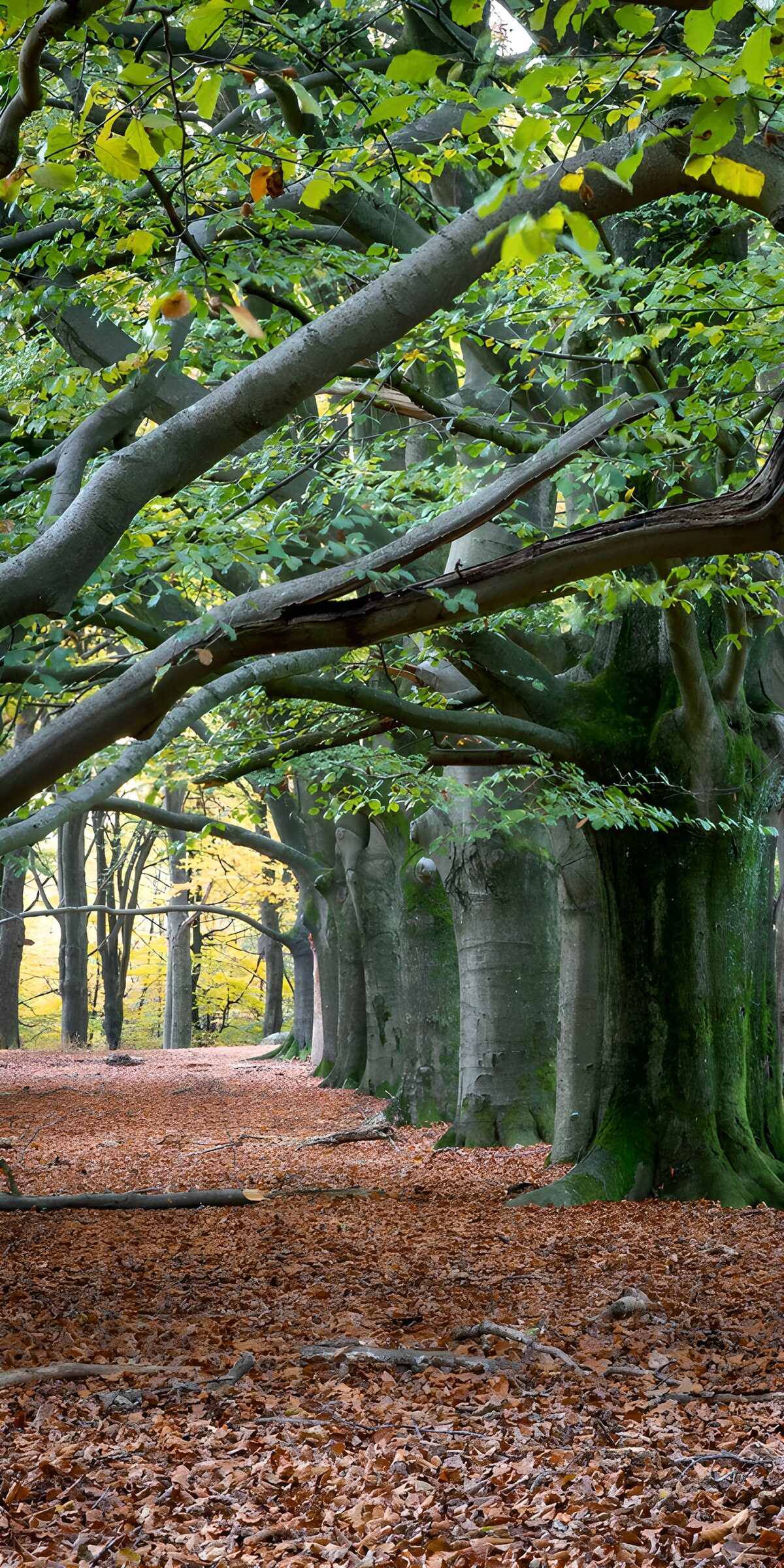 Buchenreihe über herbstlichem Laub