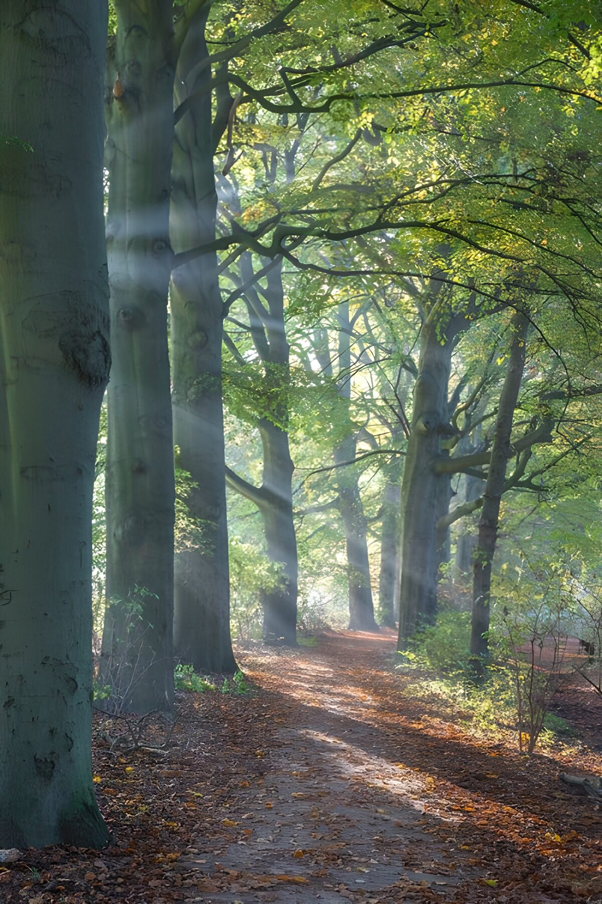 Waldweg im herbstlichen Sonnenlicht