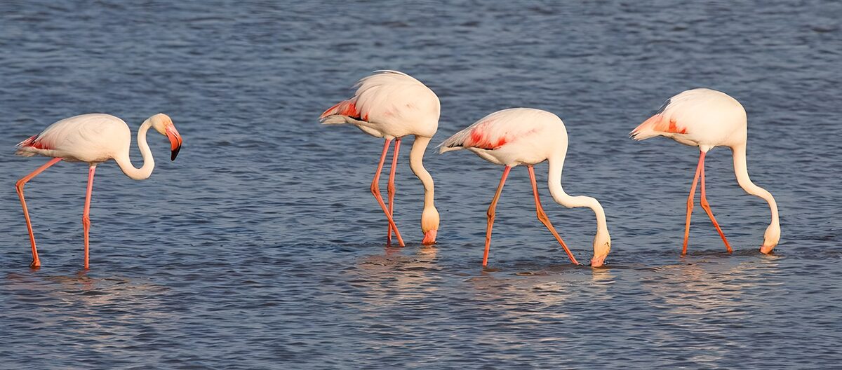 Vier Flamingos im warmen Licht