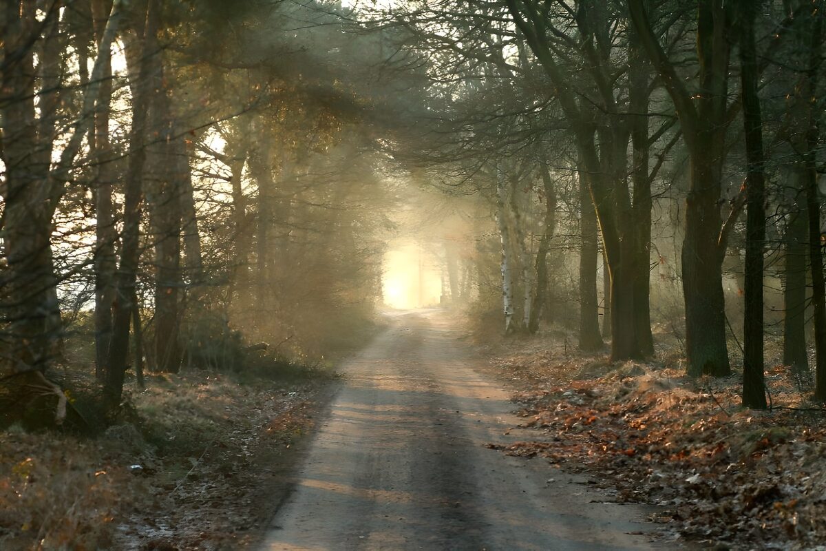 Waldweg im goldenen Sonnenlicht