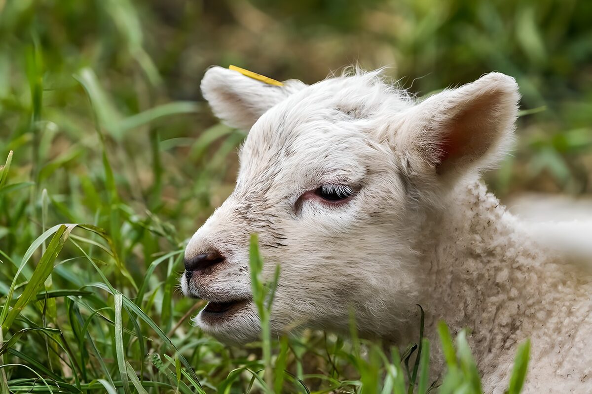 Weißes Lamm im hohen Gras